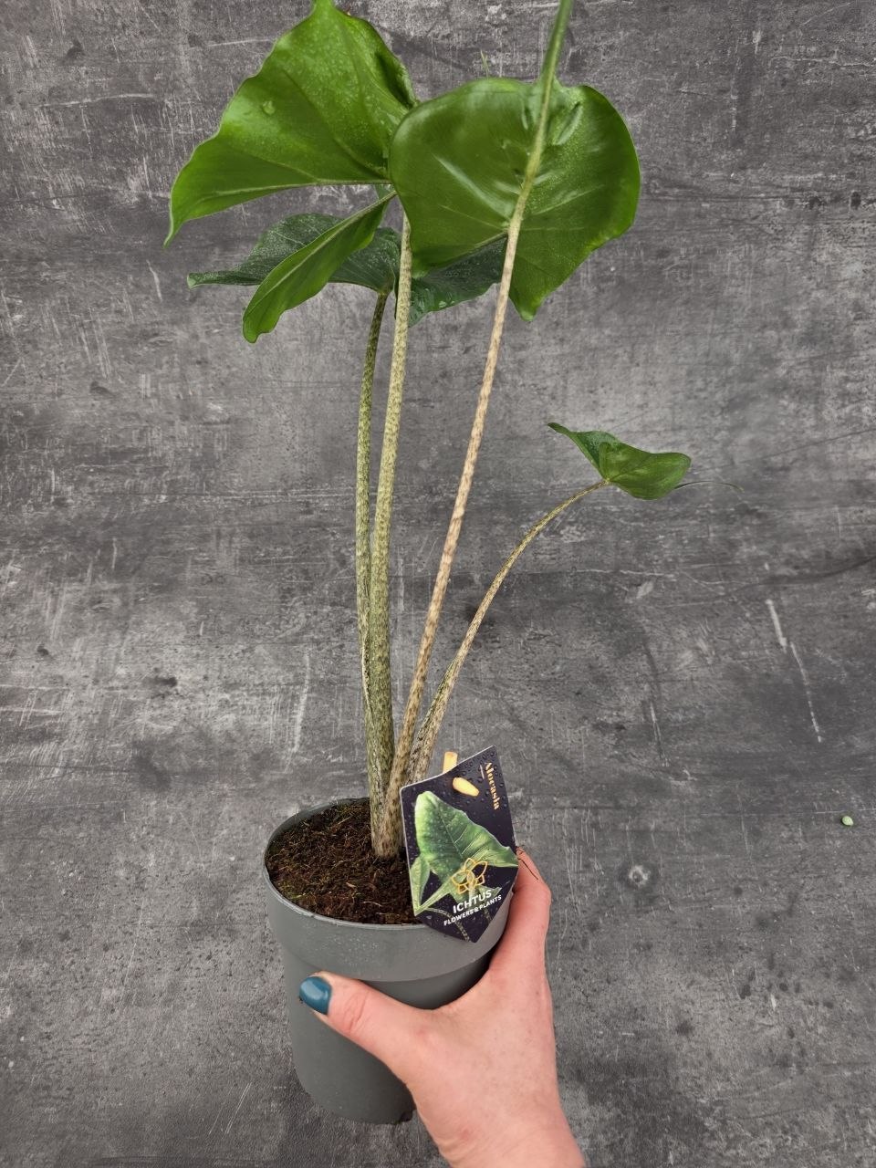 Alocasia Macrorrhiza