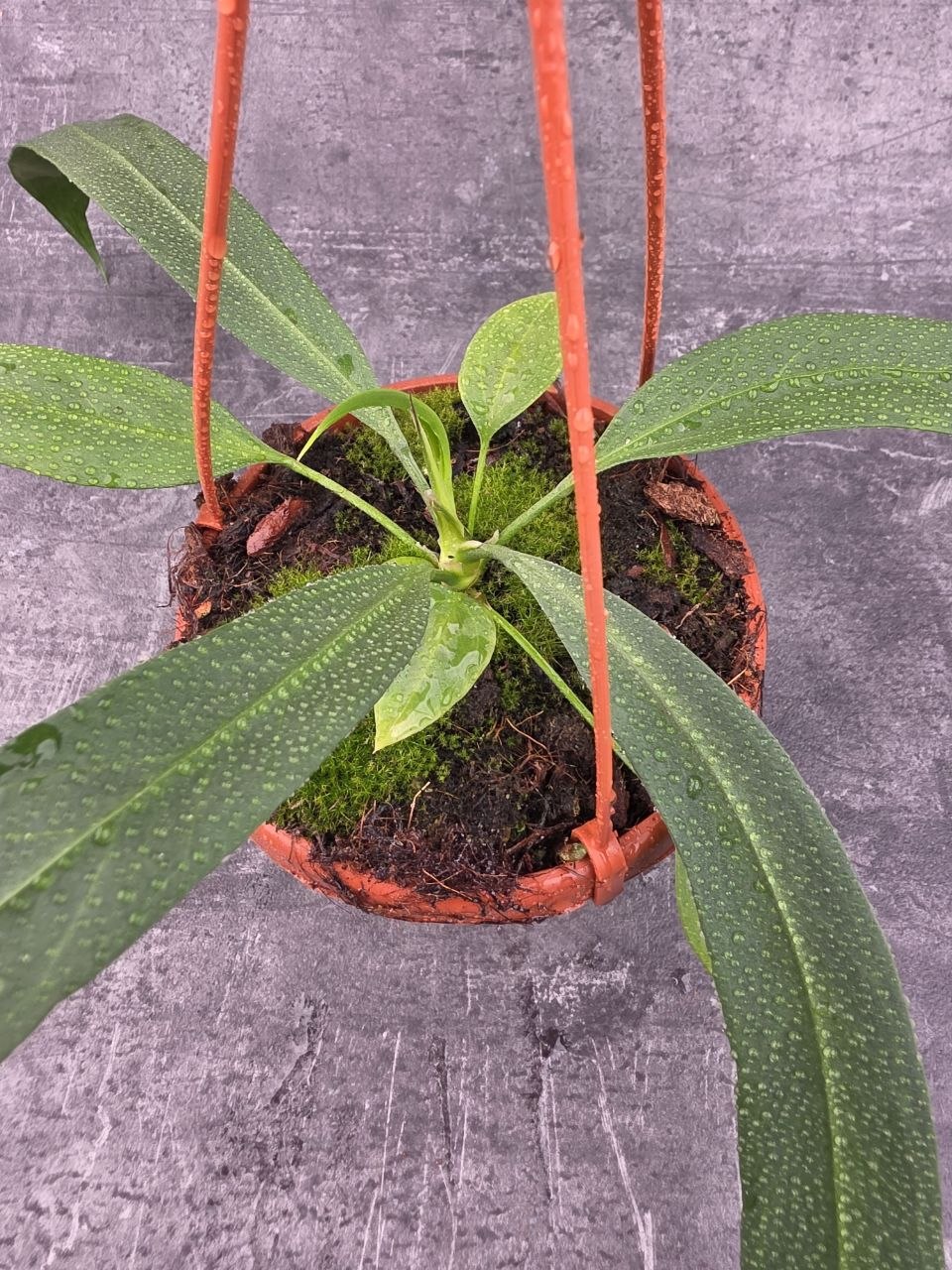 Anthu Vittarifolium