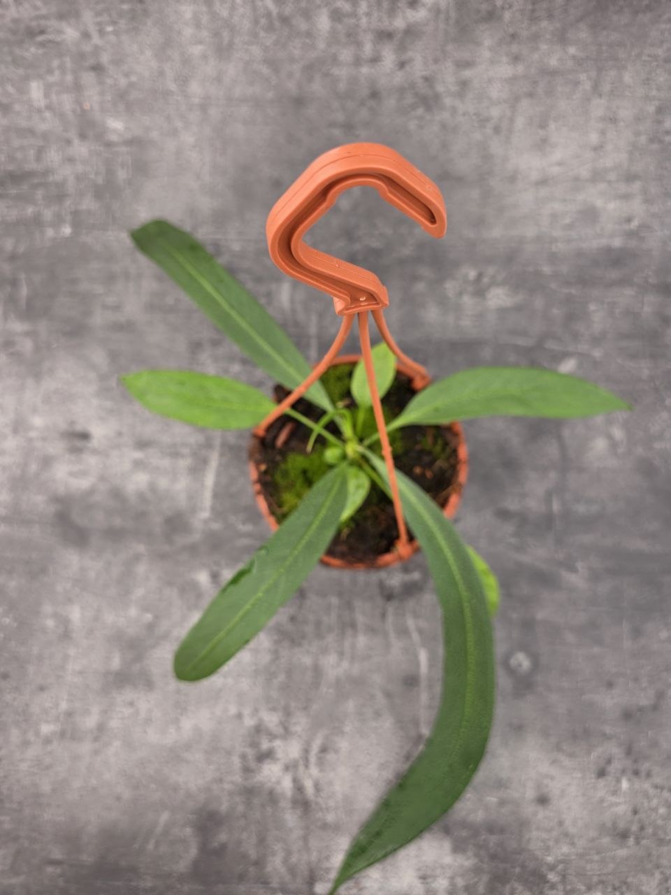 Anthu Vittarifolium