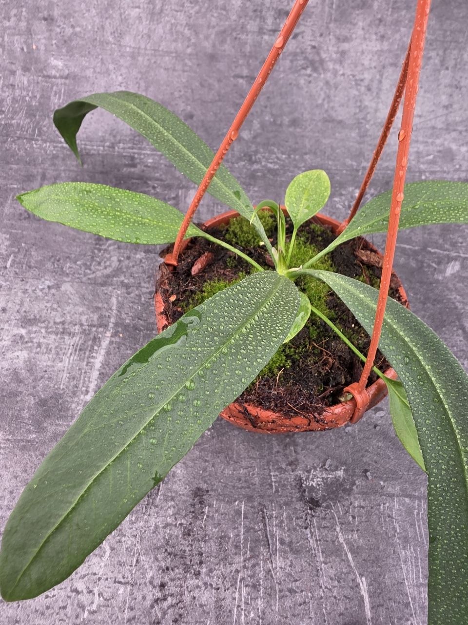 Anthu Vittarifolium