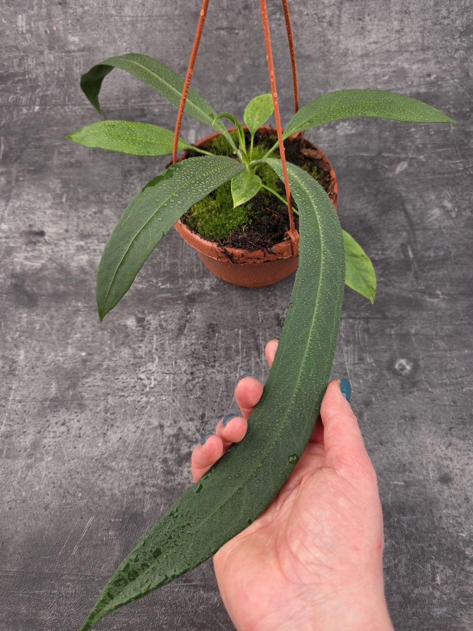 Anthu Vittarifolium