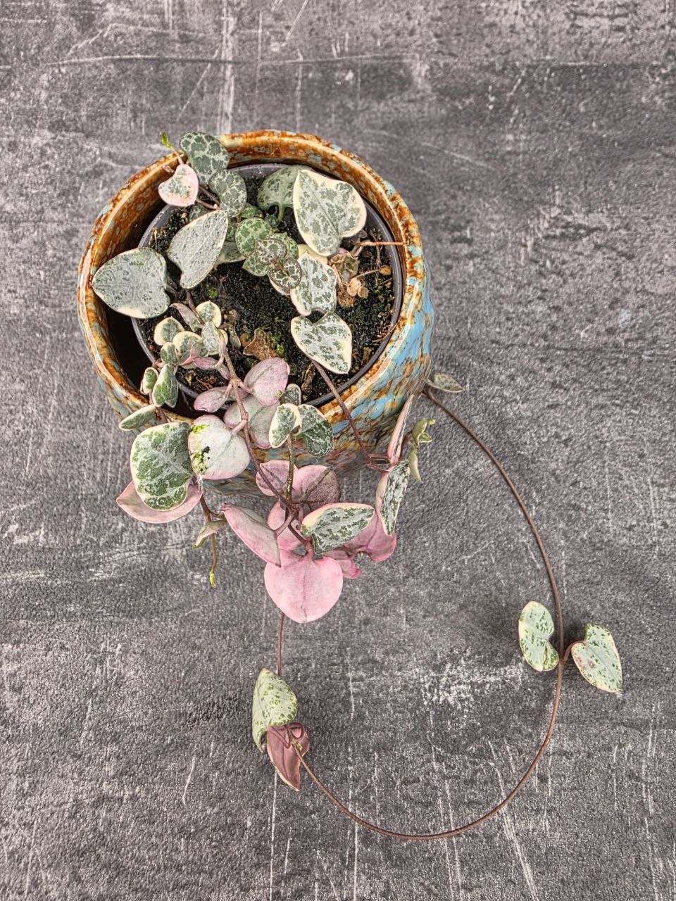 Ceropegia Woodii mini růžová