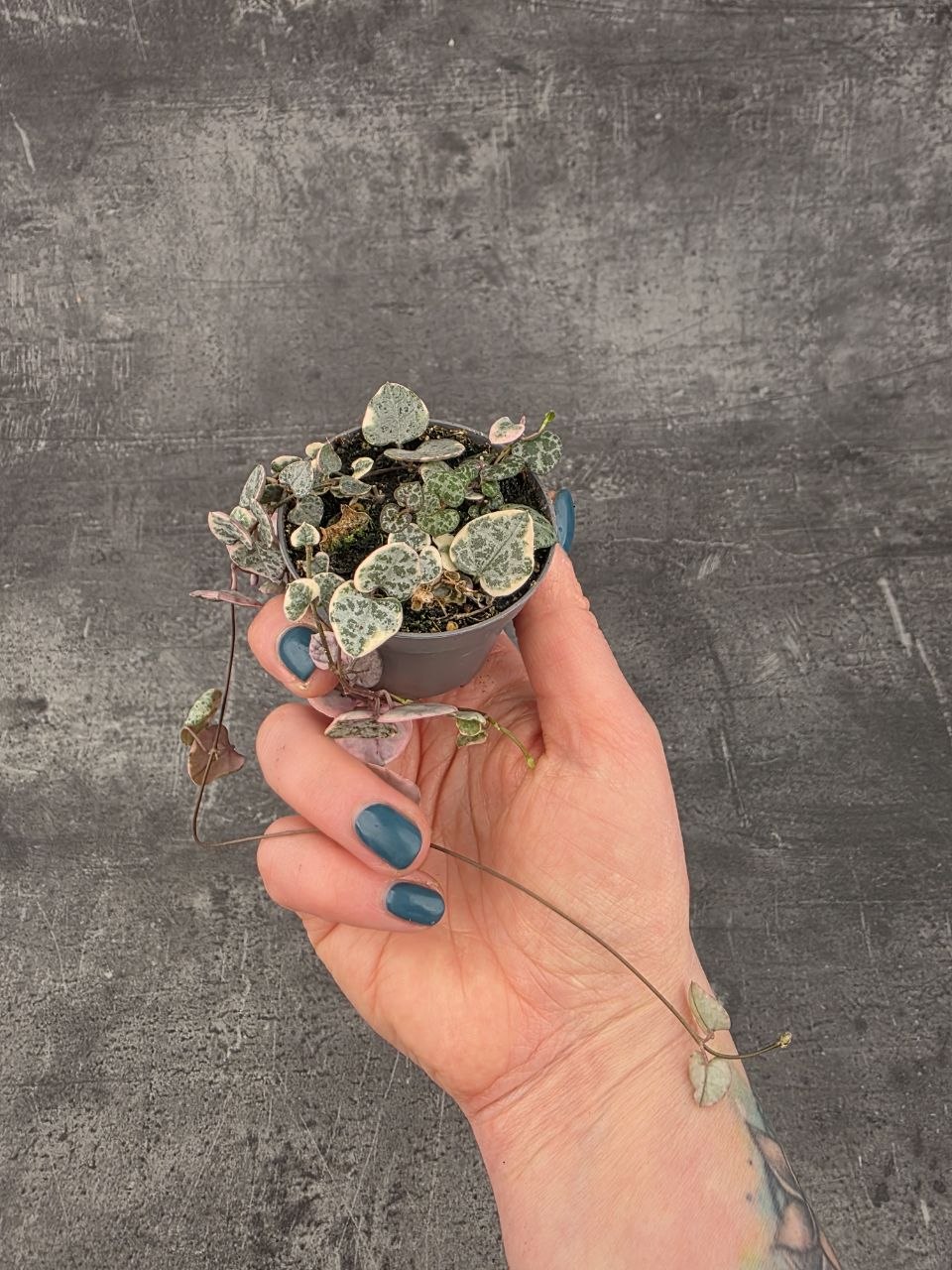 Ceropegia Woodii mini růžová