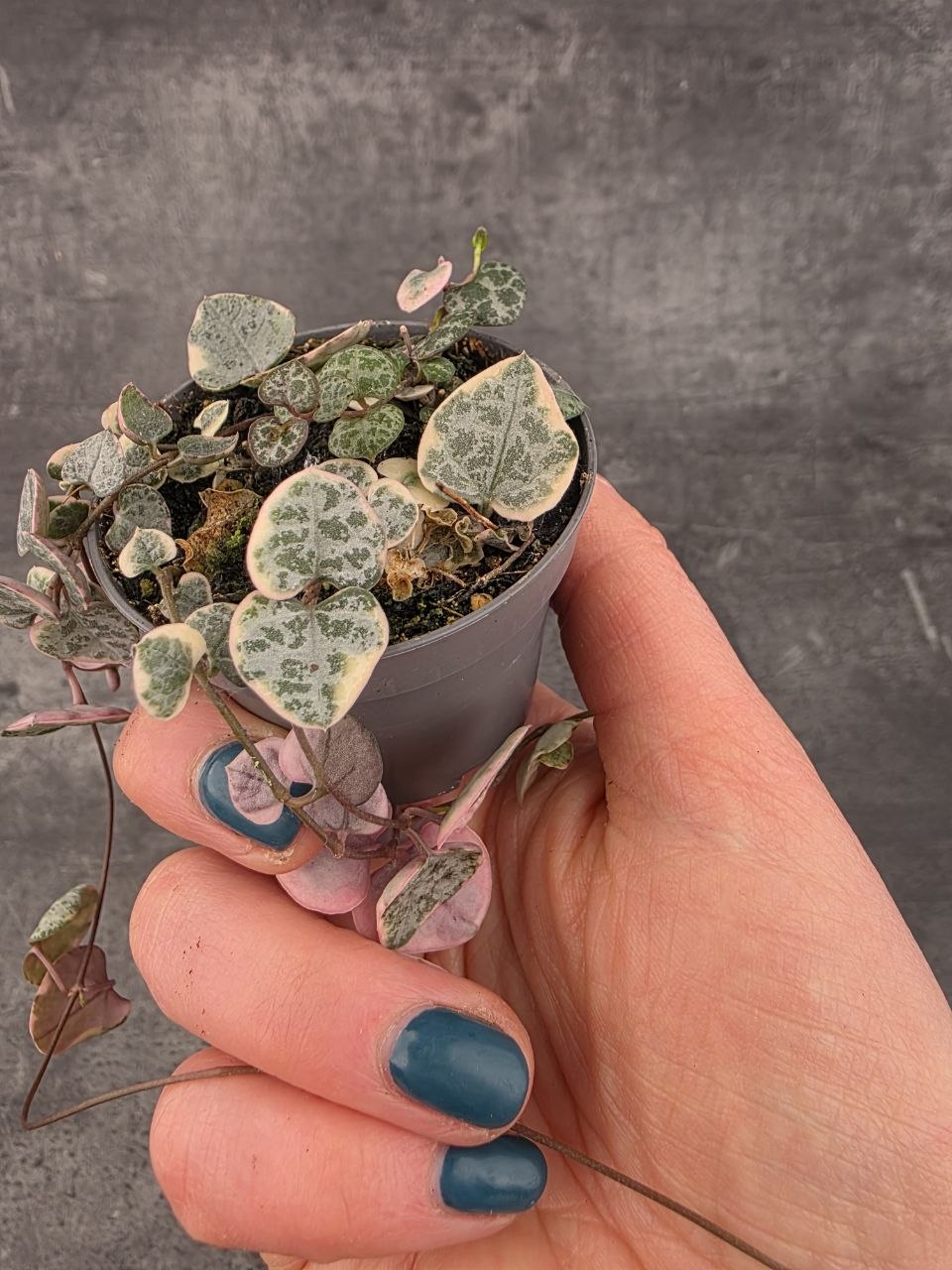 Ceropegia Woodii mini růžová