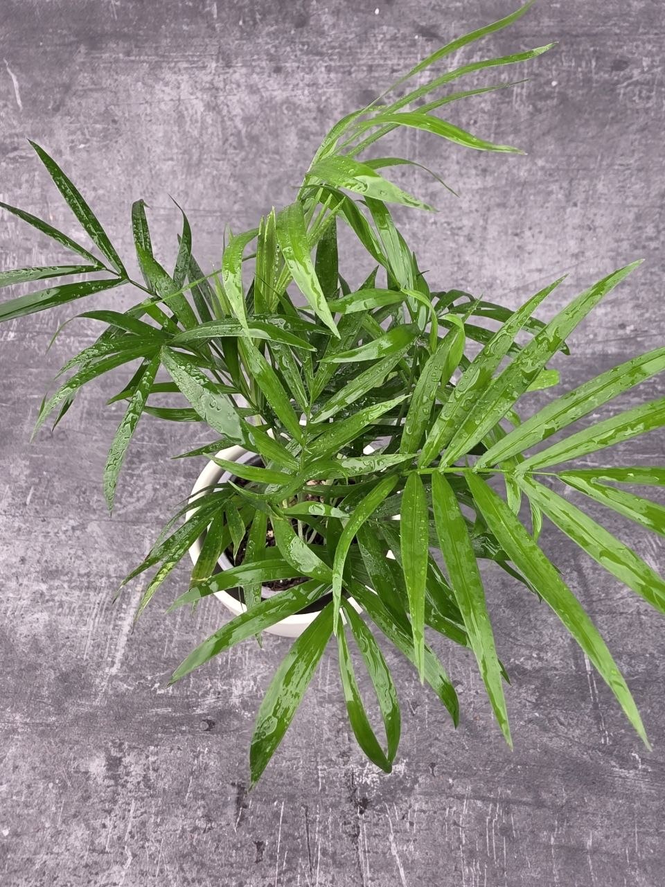 Chamedorea Elegans 