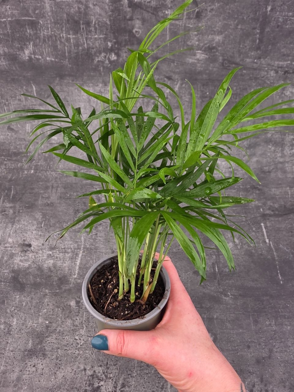 Chamedorea Elegans 