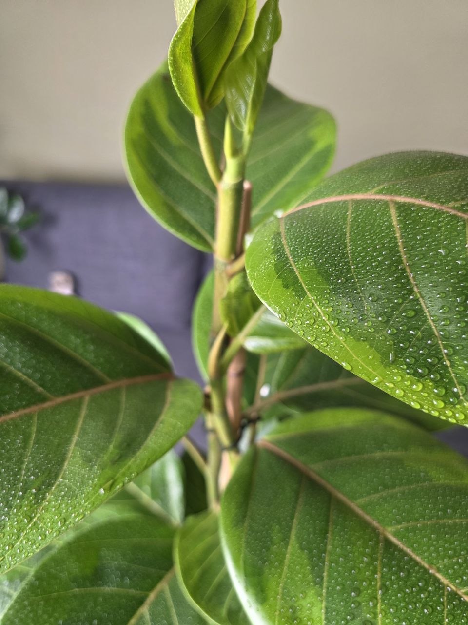 Ficus Altissima Yellow