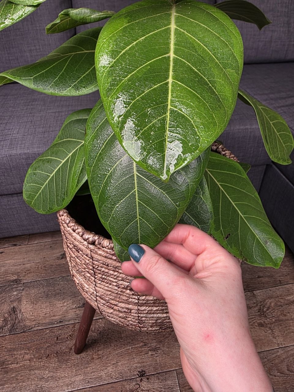 Ficus Altissima Yellow