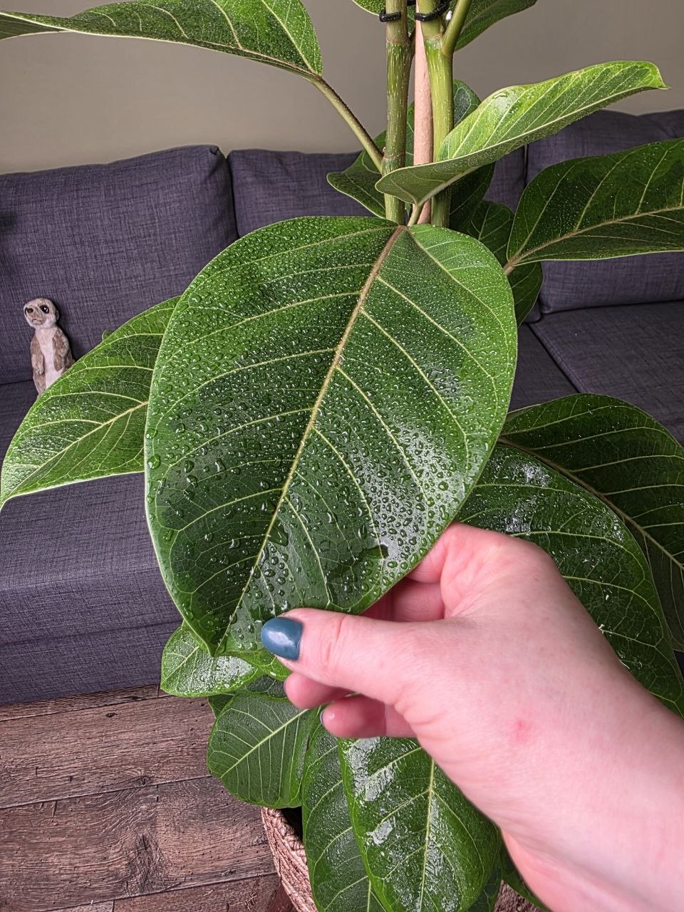 Ficus Altissima Yellow
