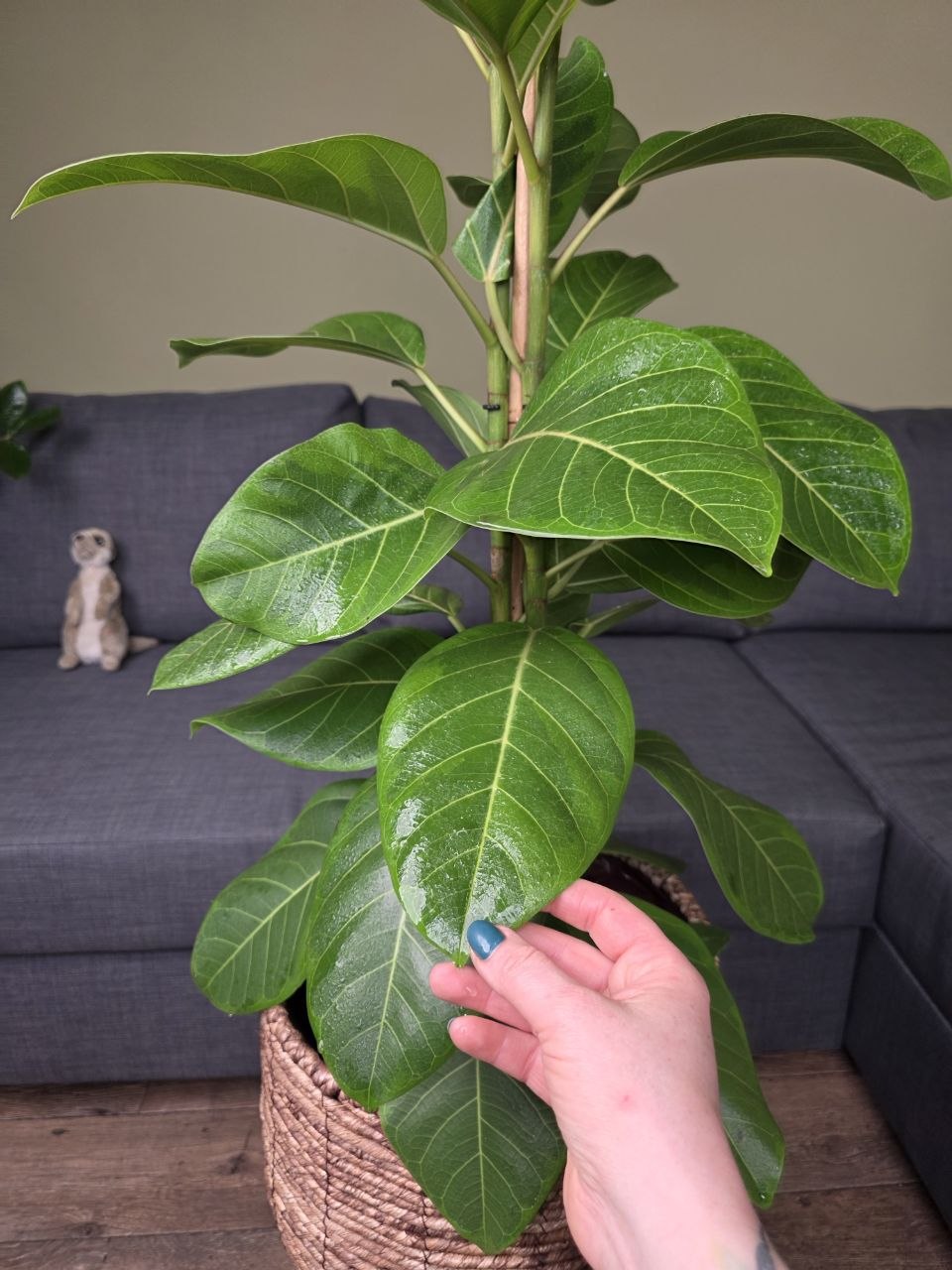 Ficus Altissima Yellow