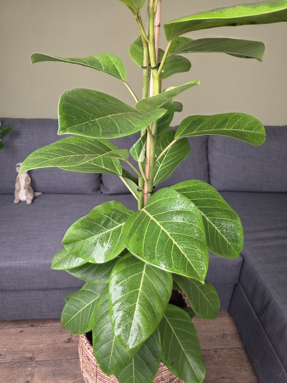 Ficus Altissima Yellow