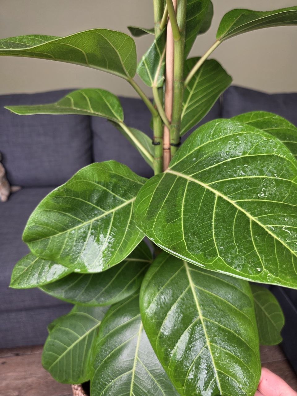 Ficus Altissima Yellow