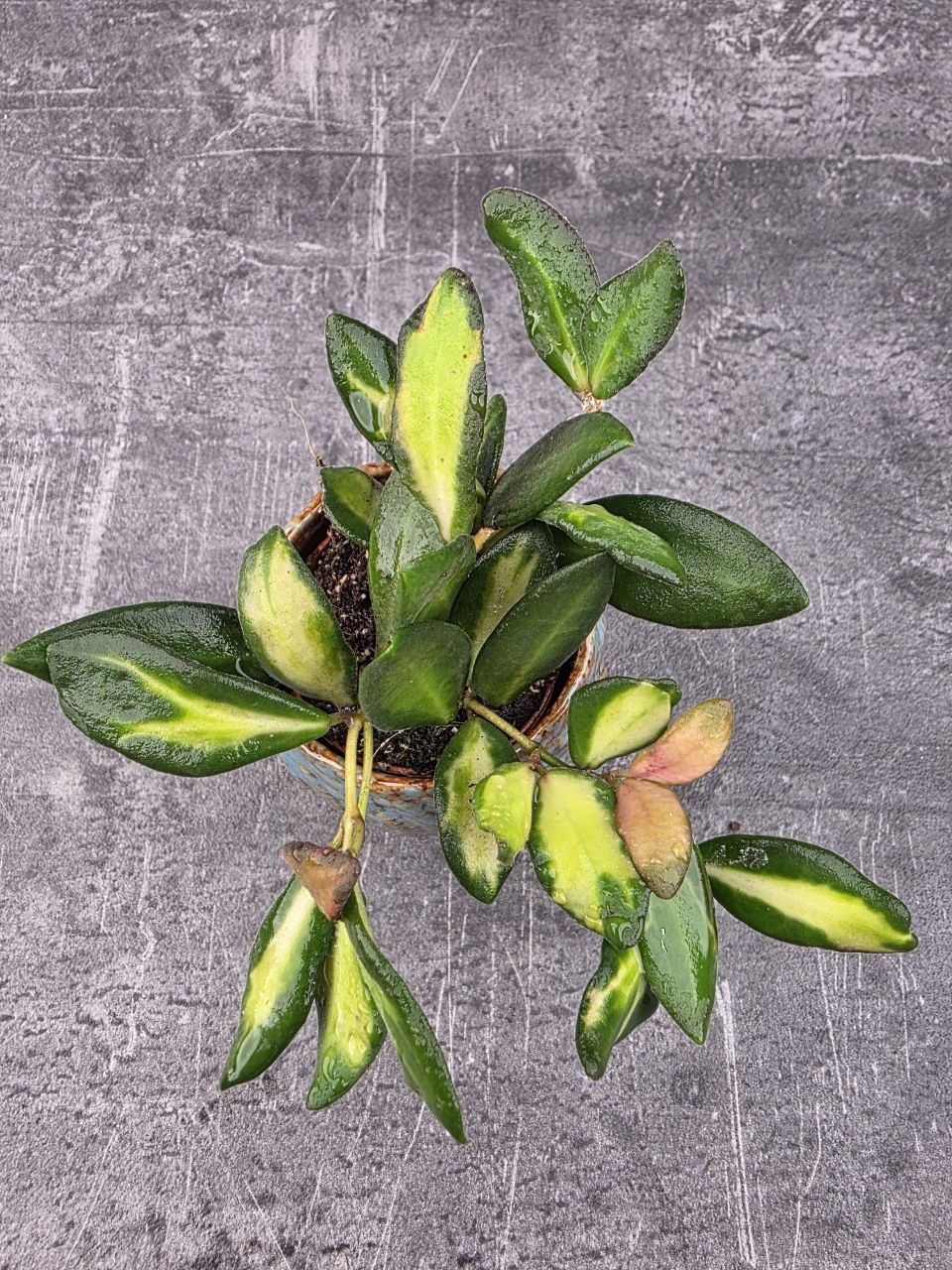 Hoya Burtoniae mini