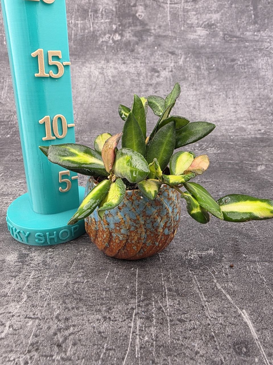 Hoya Burtoniae mini