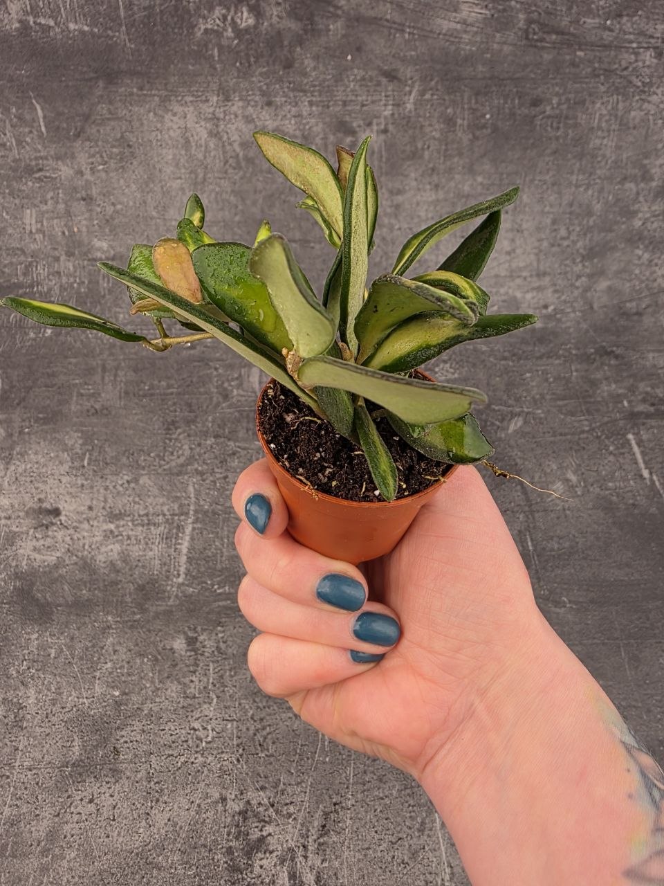 Hoya Burtoniae mini