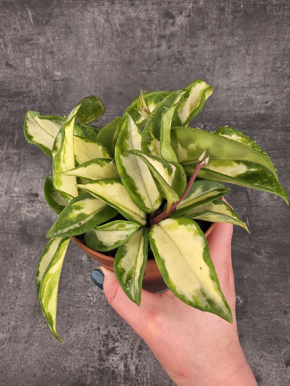 Hoya Carnosa Tricolor 12 cm