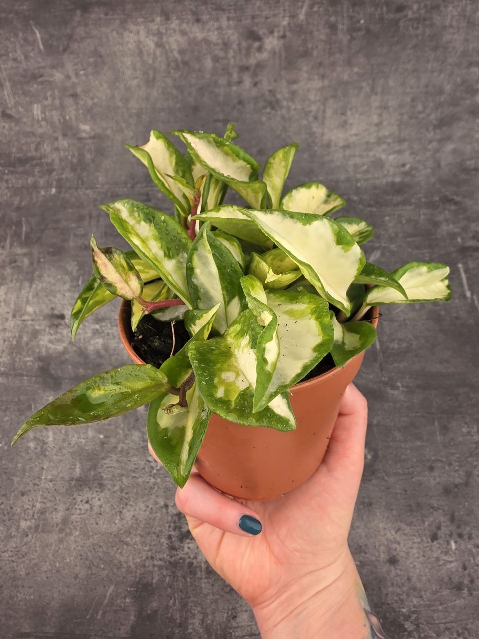 Hoya Carnosa Tricolor 12 cm