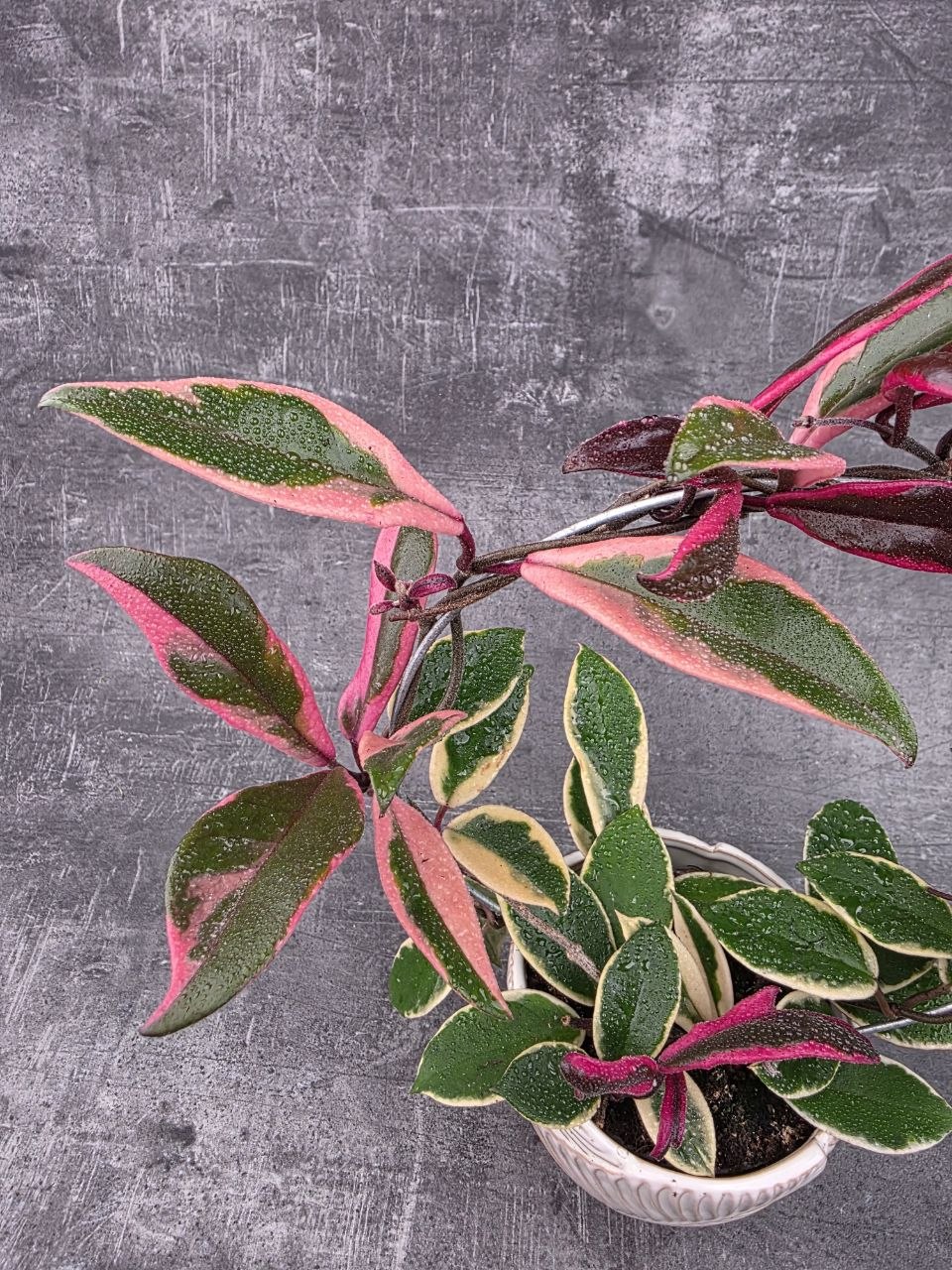 Hoya Flamingo Dream na kruhu
