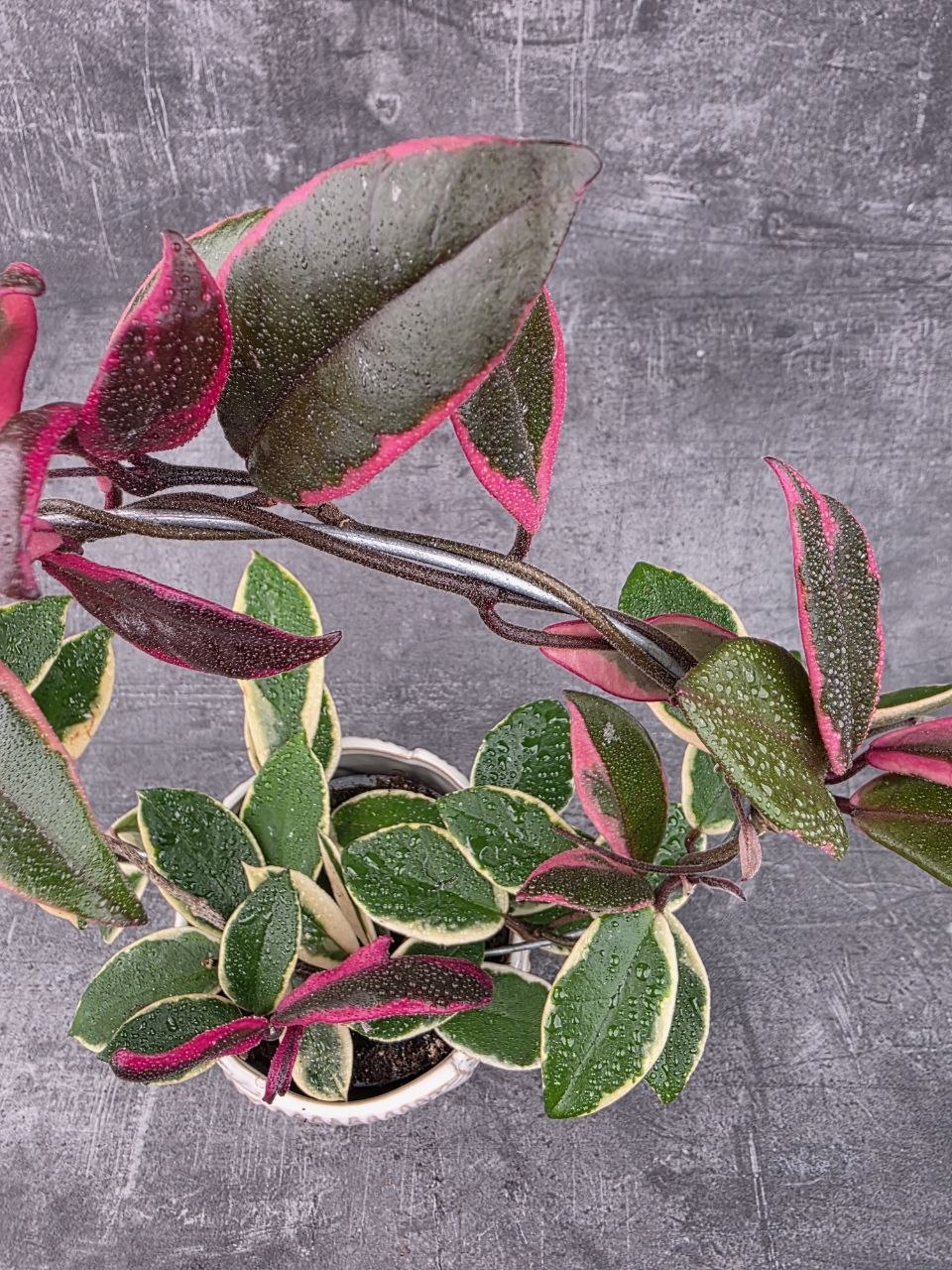 Hoya Flamingo Dream na kruhu