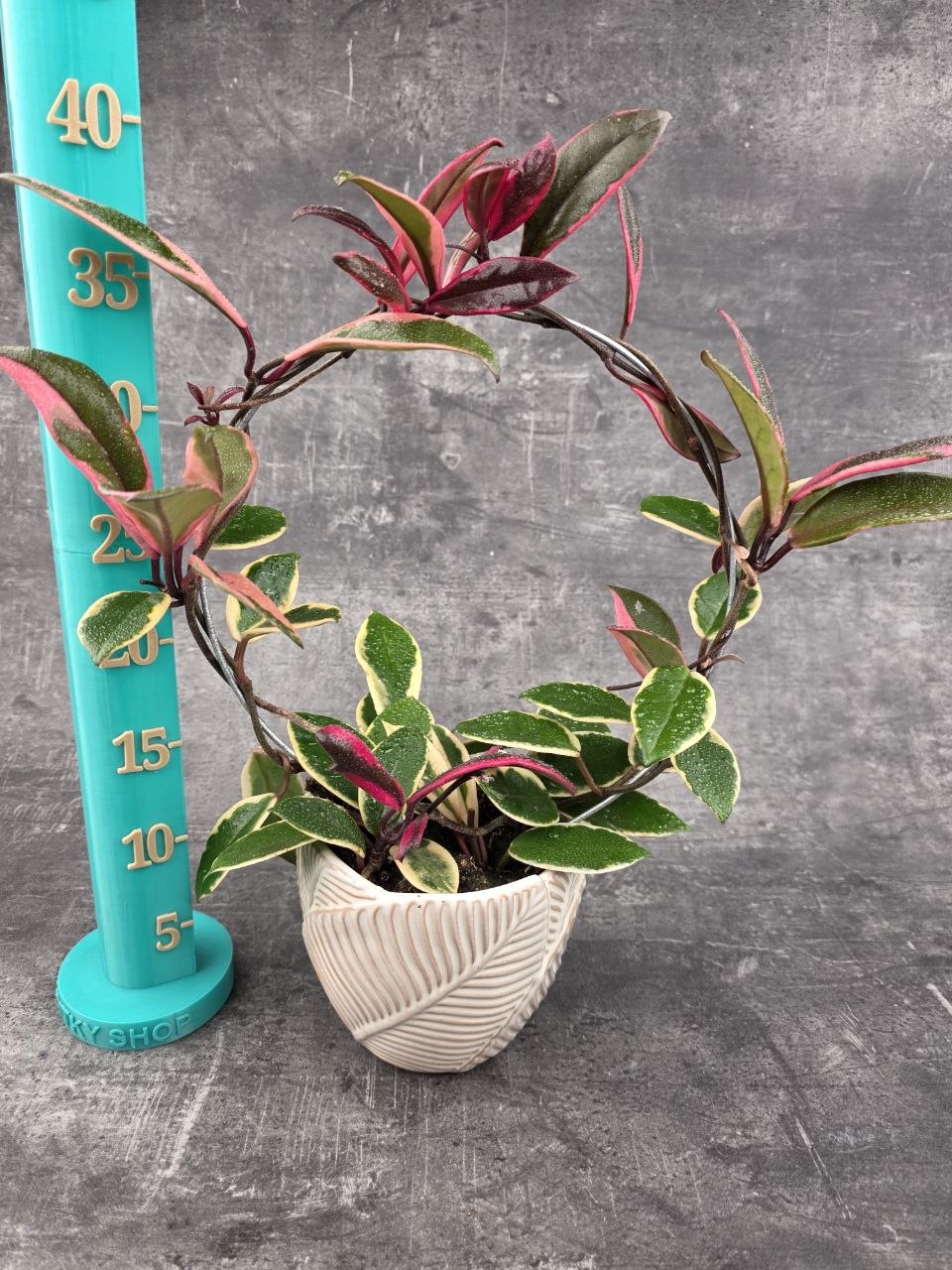 Hoya Flamingo Dream na kruhu