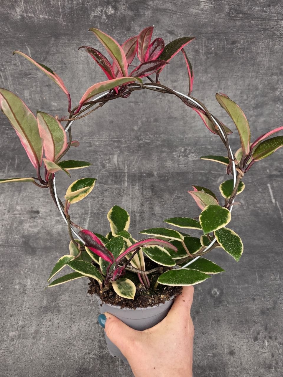 Hoya Flamingo Dream na kruhu