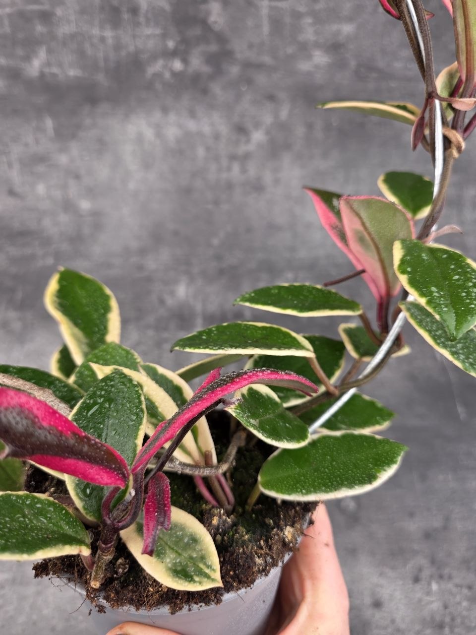 Hoya Flamingo Dream na kruhu