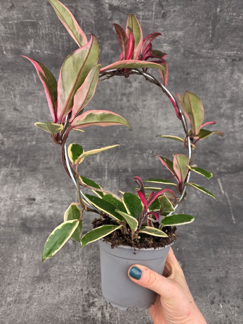 Hoya Flamingo Dream na kruhu