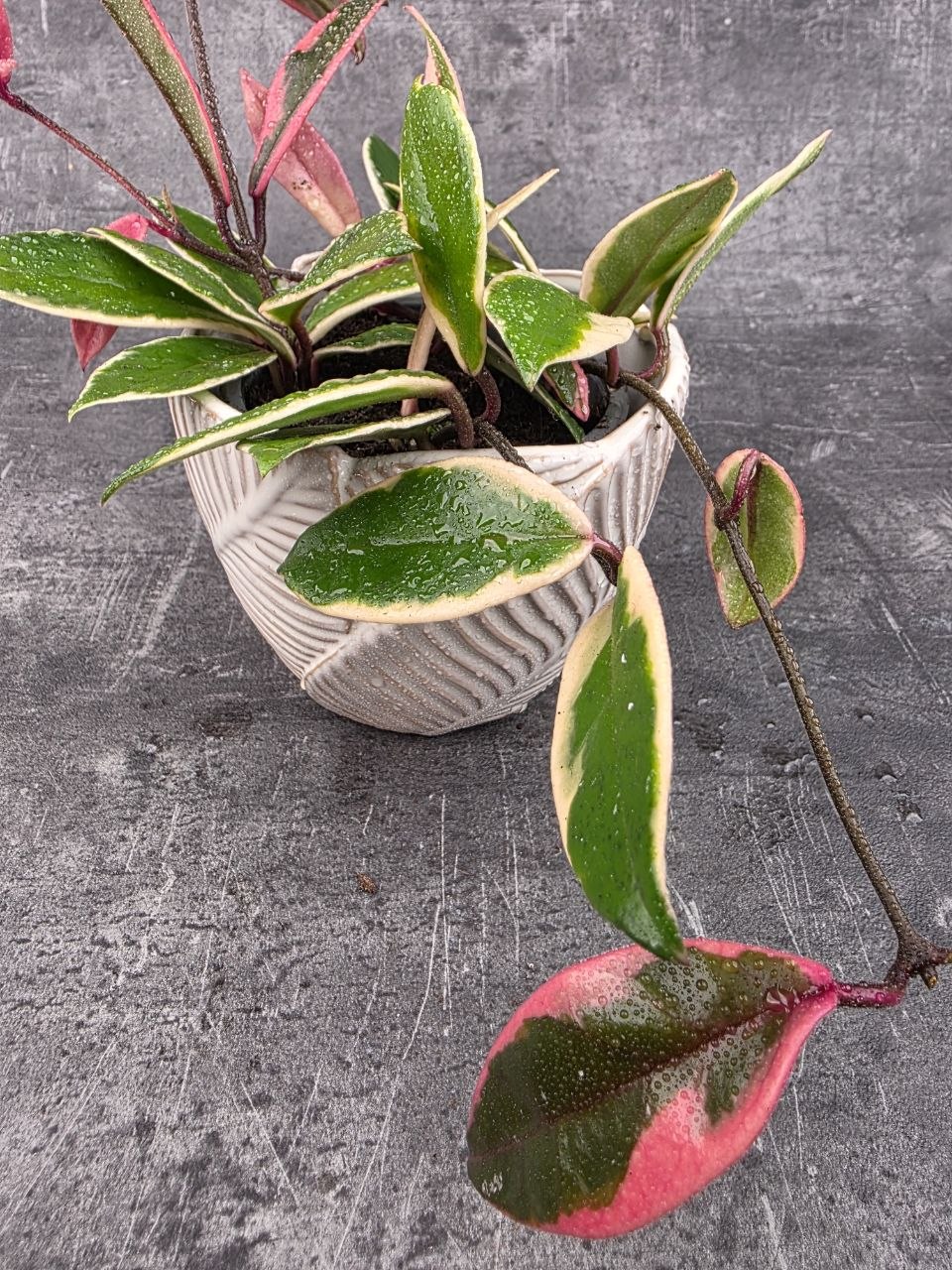 Hoya Flamingo Dream 12 cm