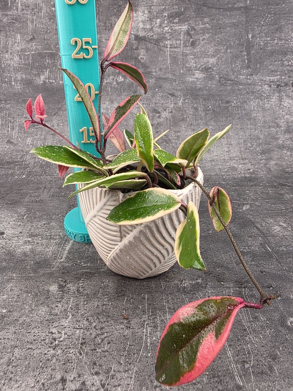 Hoya Flamingo Dream 12 cm
