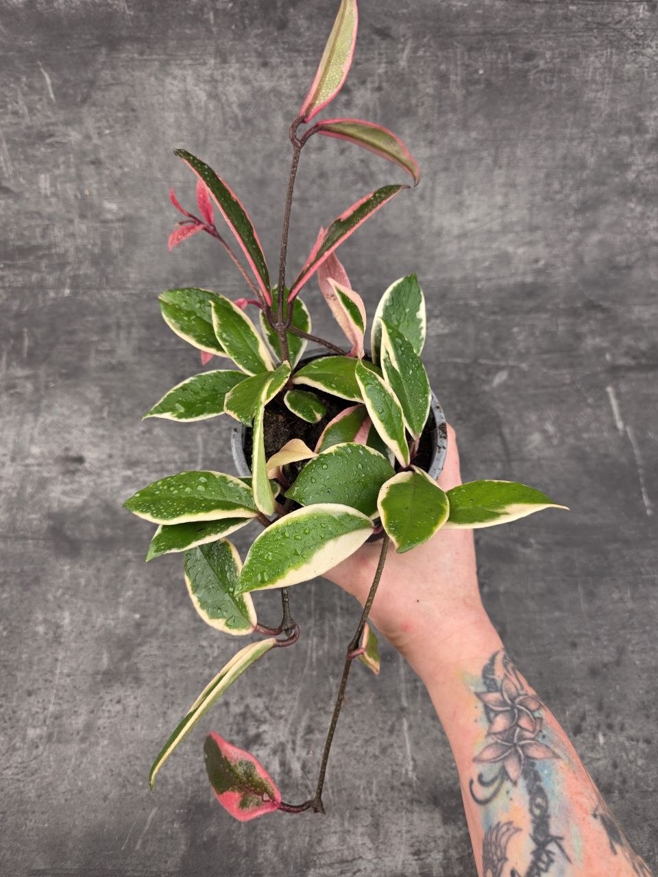 Hoya Flamingo Dream 12 cm