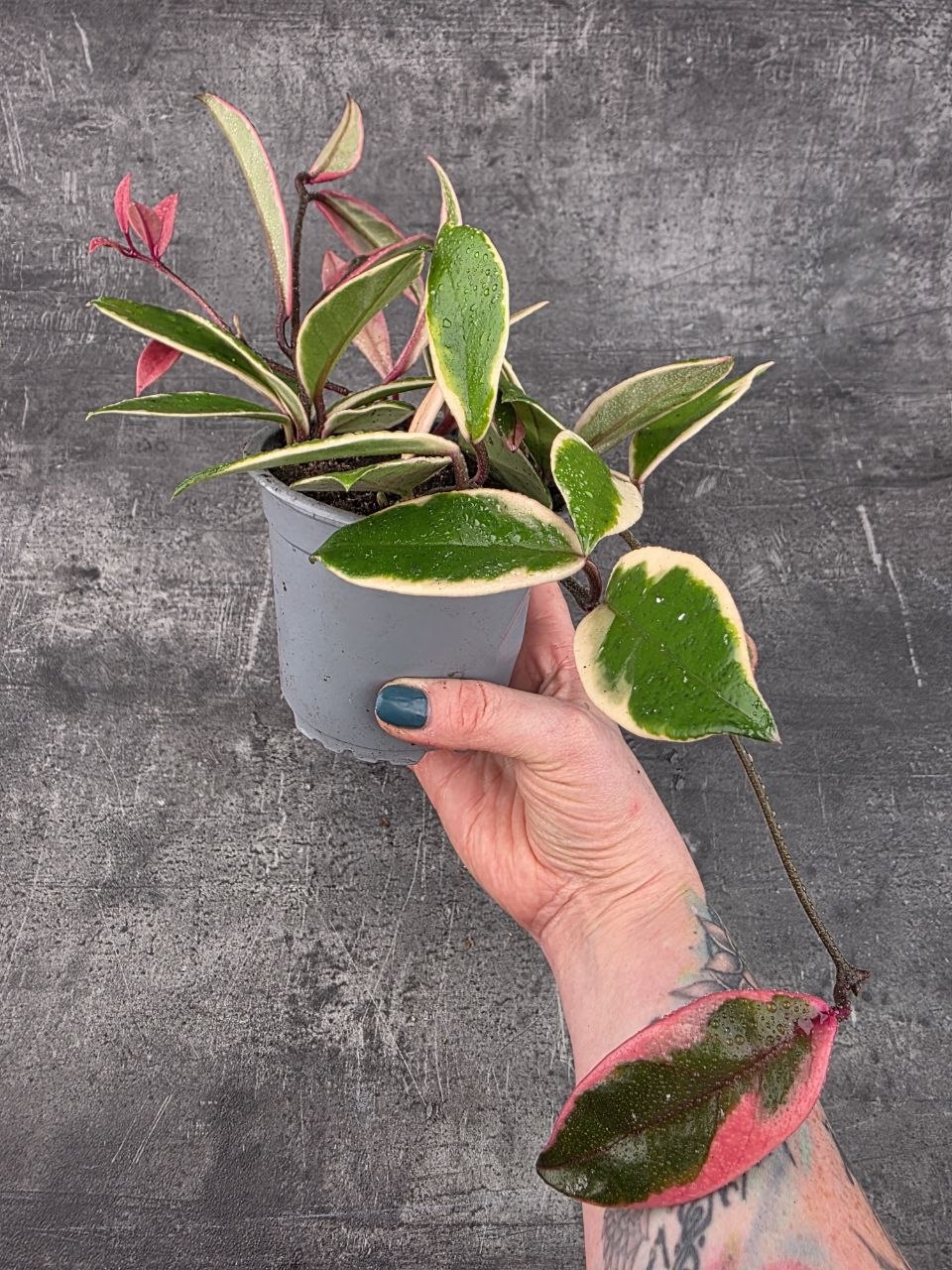 Hoya Flamingo Dream 12 cm