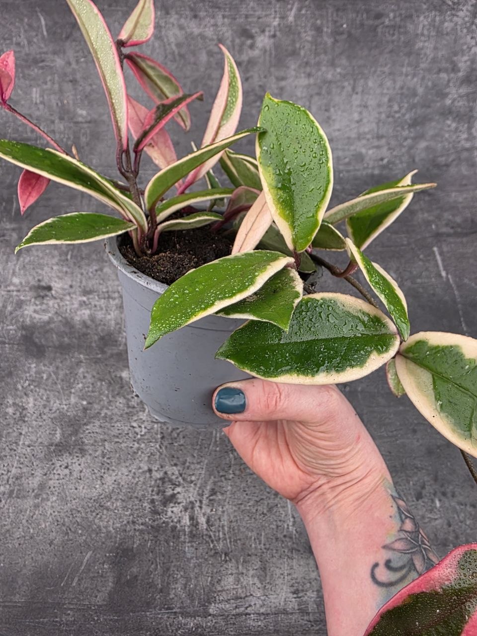 Hoya Flamingo Dream 12 cm