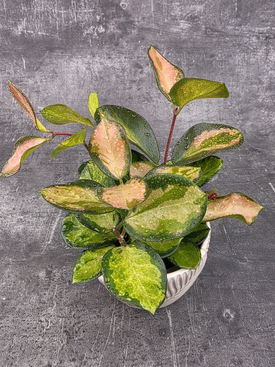 Hoya Australis Trikolor 12 cm