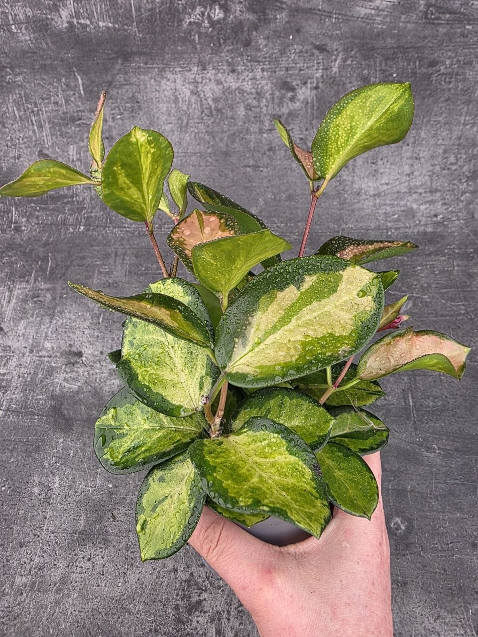 Hoya Australis Trikolor 12 cm