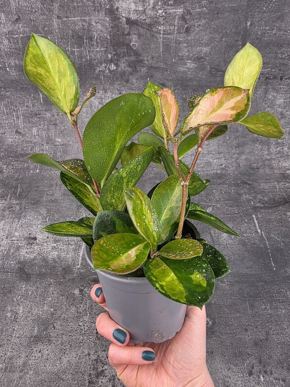 Hoya Australis Trikolor 12 cm