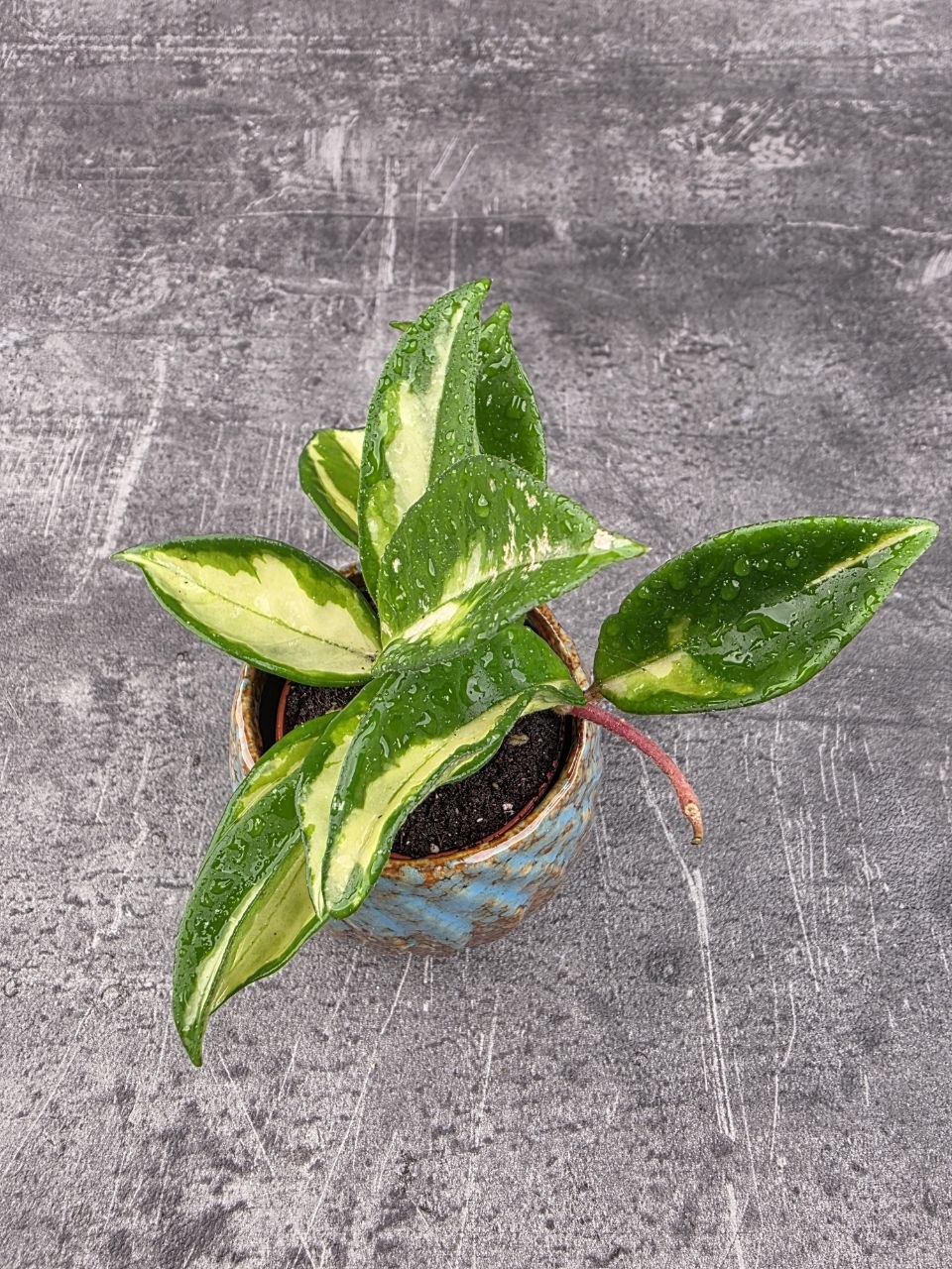 Hoya Carnosa Tricolor mini