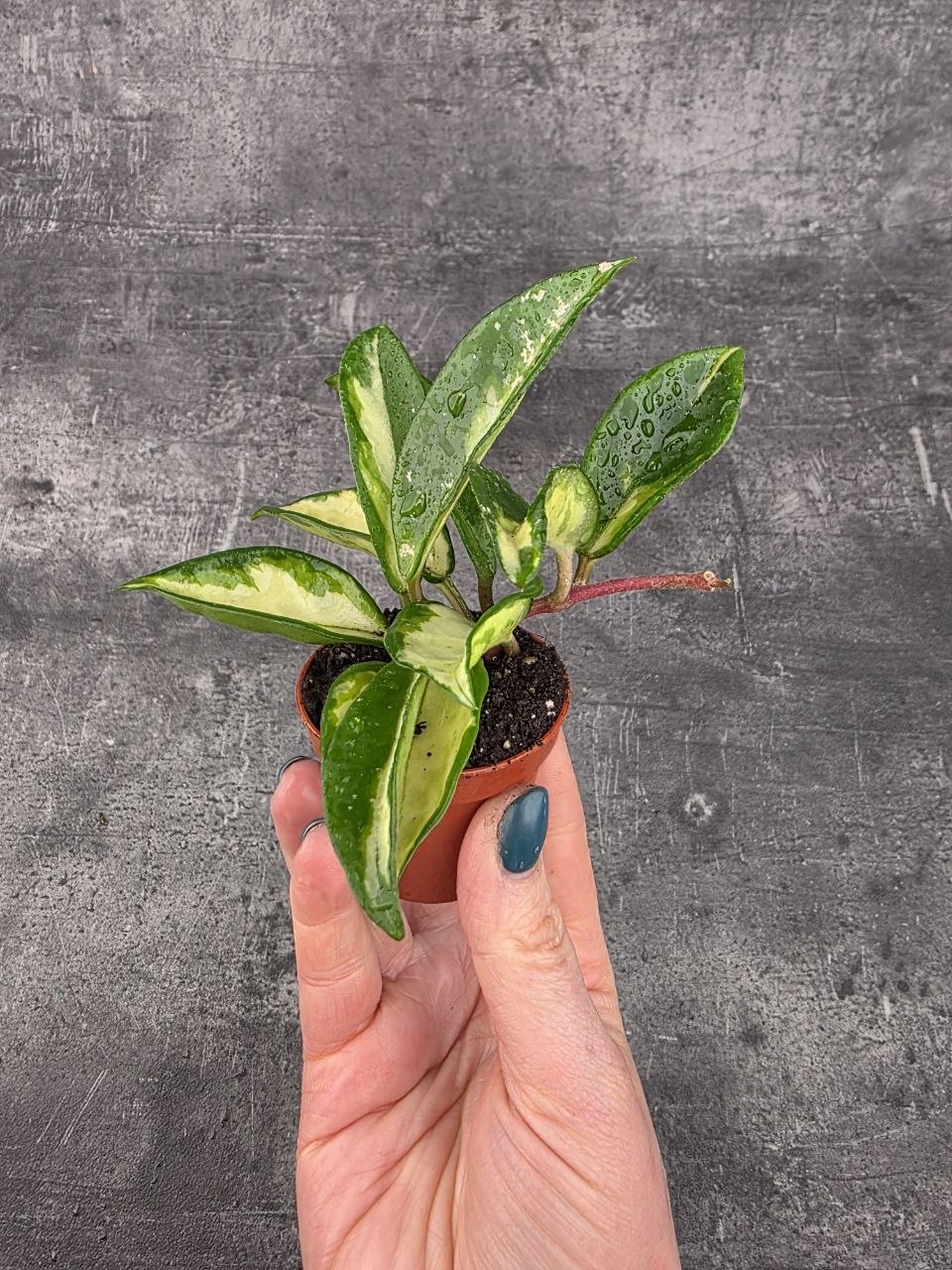 Hoya Carnosa Tricolor mini