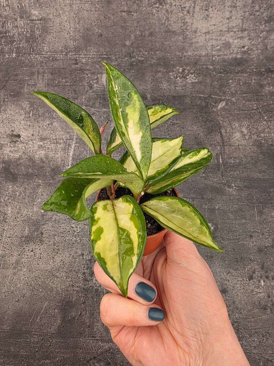 Hoya Carnosa Tricolor mini