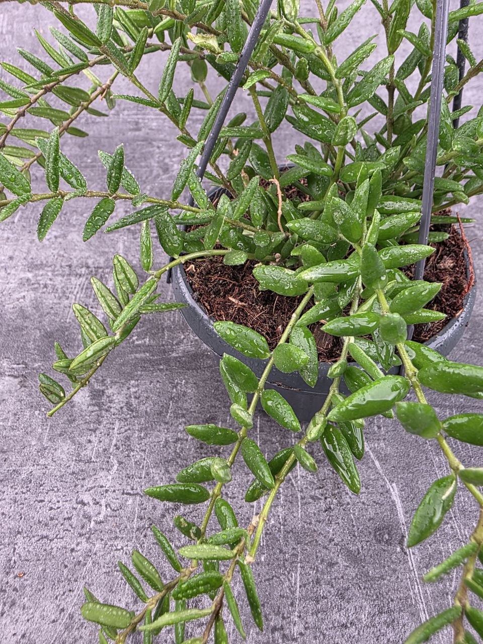 Hoya Engleriana závěs