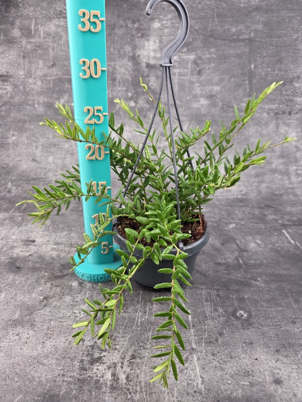 Hoya Engleriana závěs