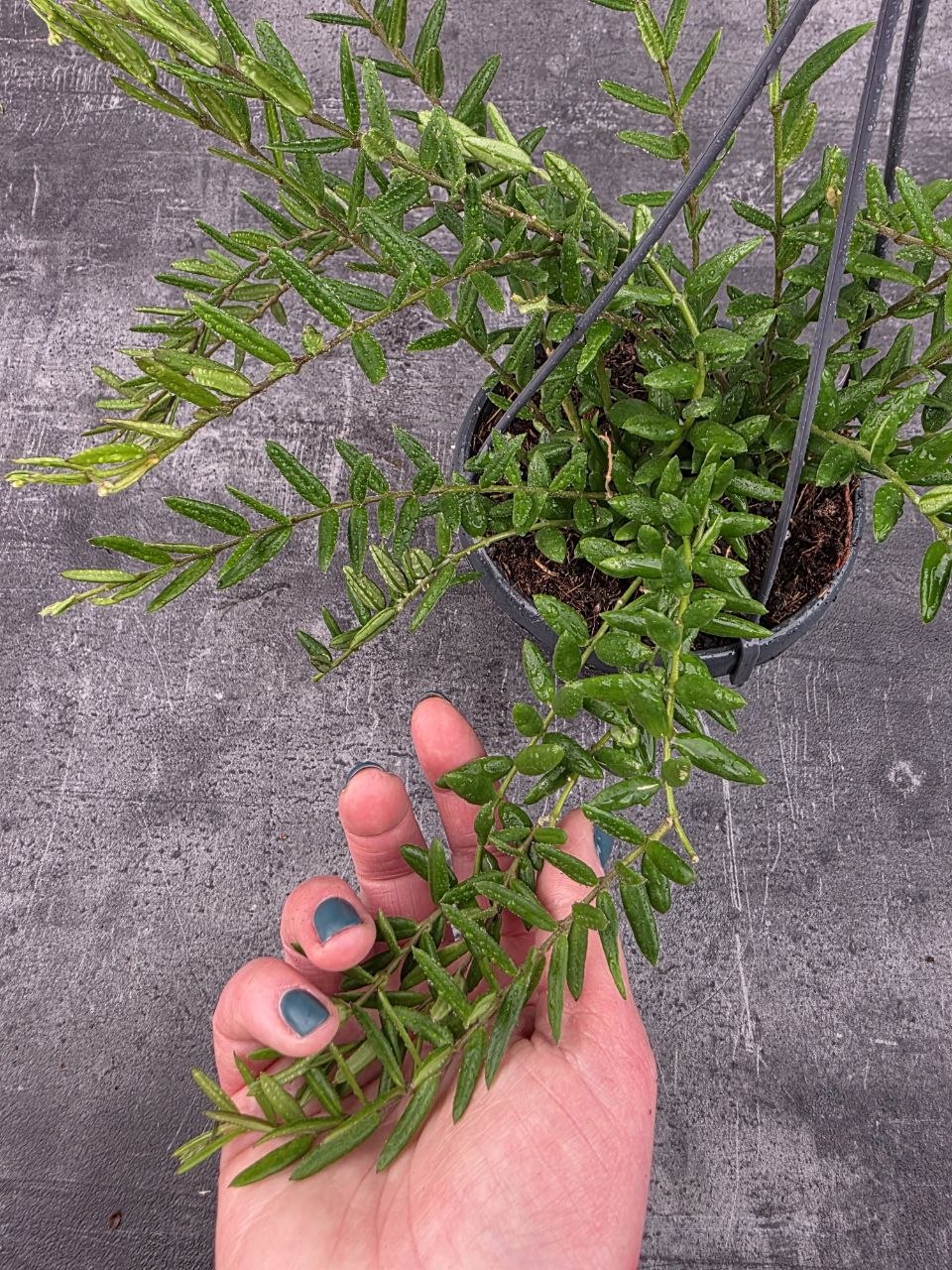 Hoya Engleriana závěs