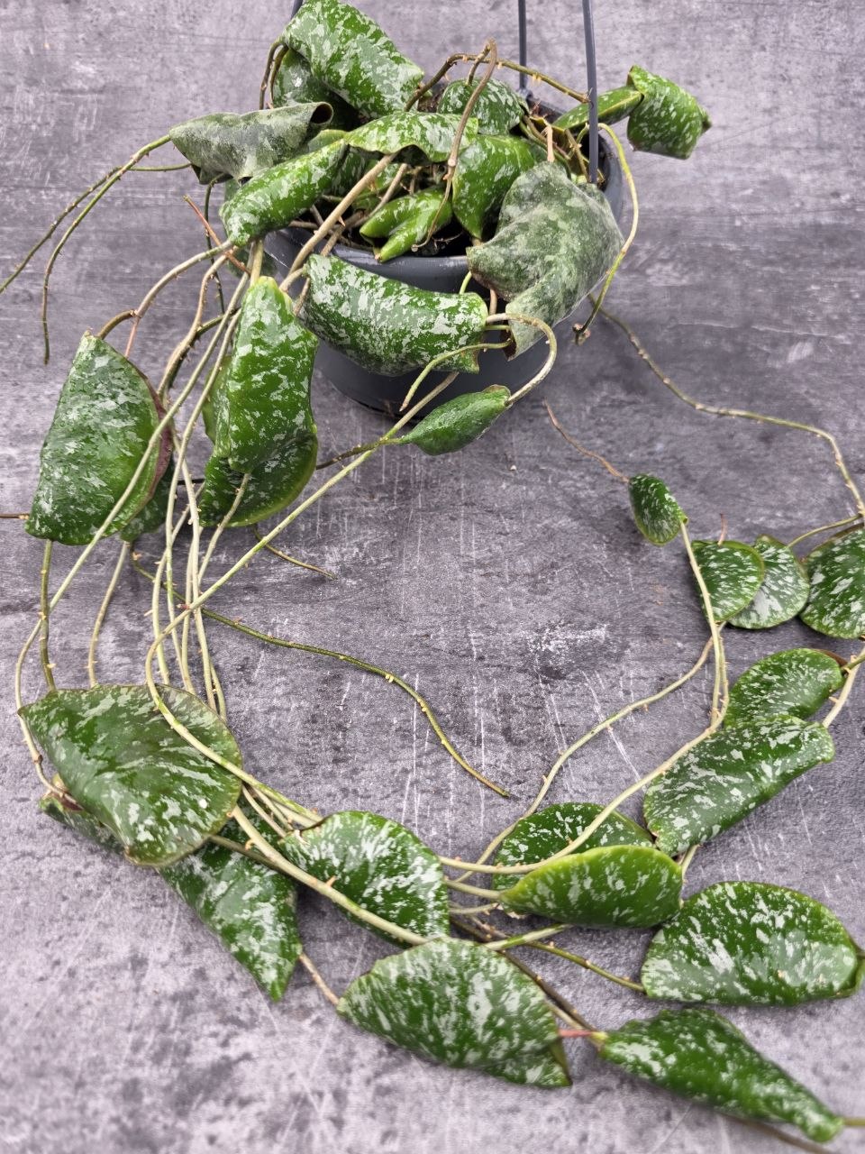 Hoya Imbricata