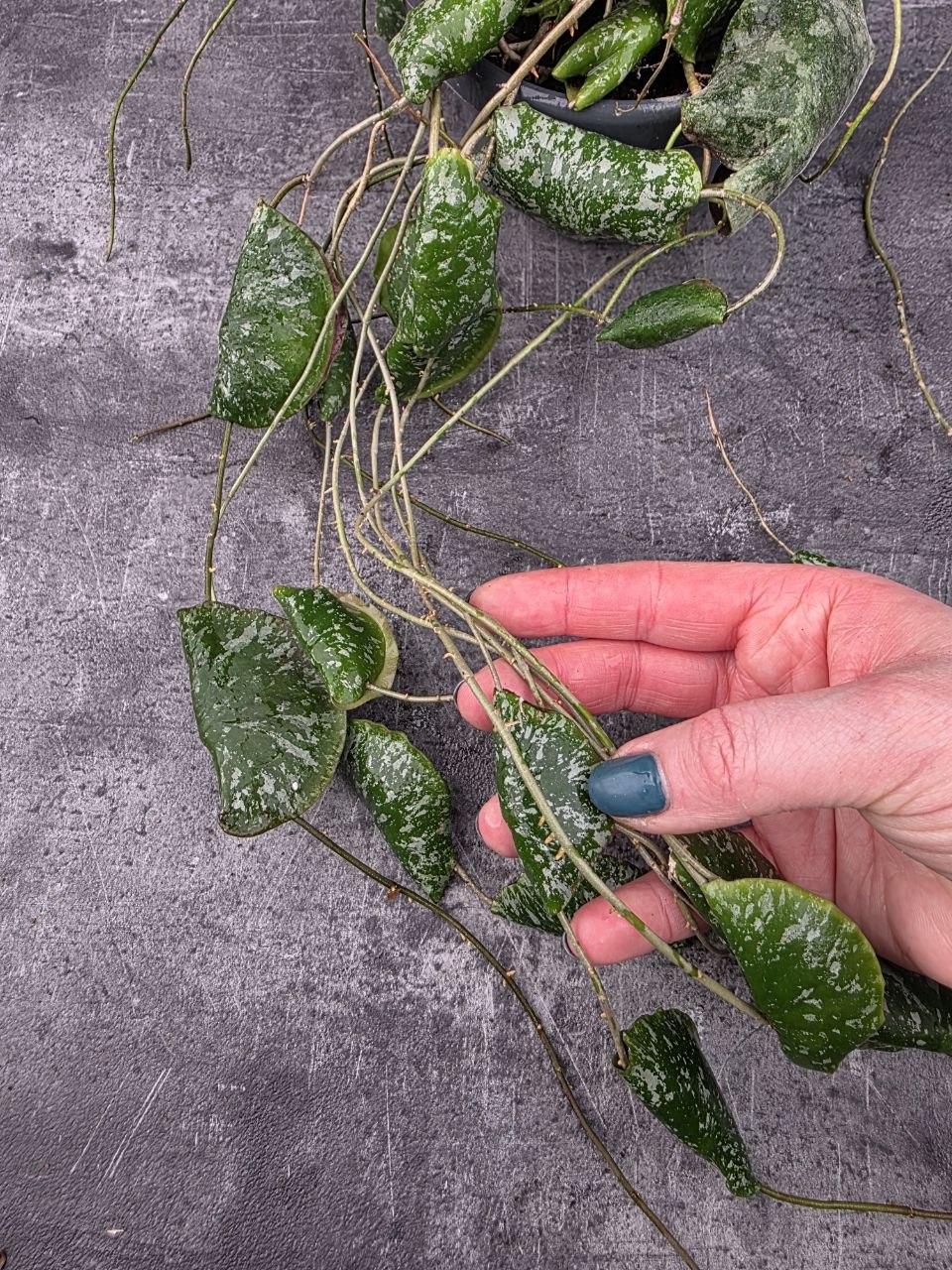 Hoya Imbricata