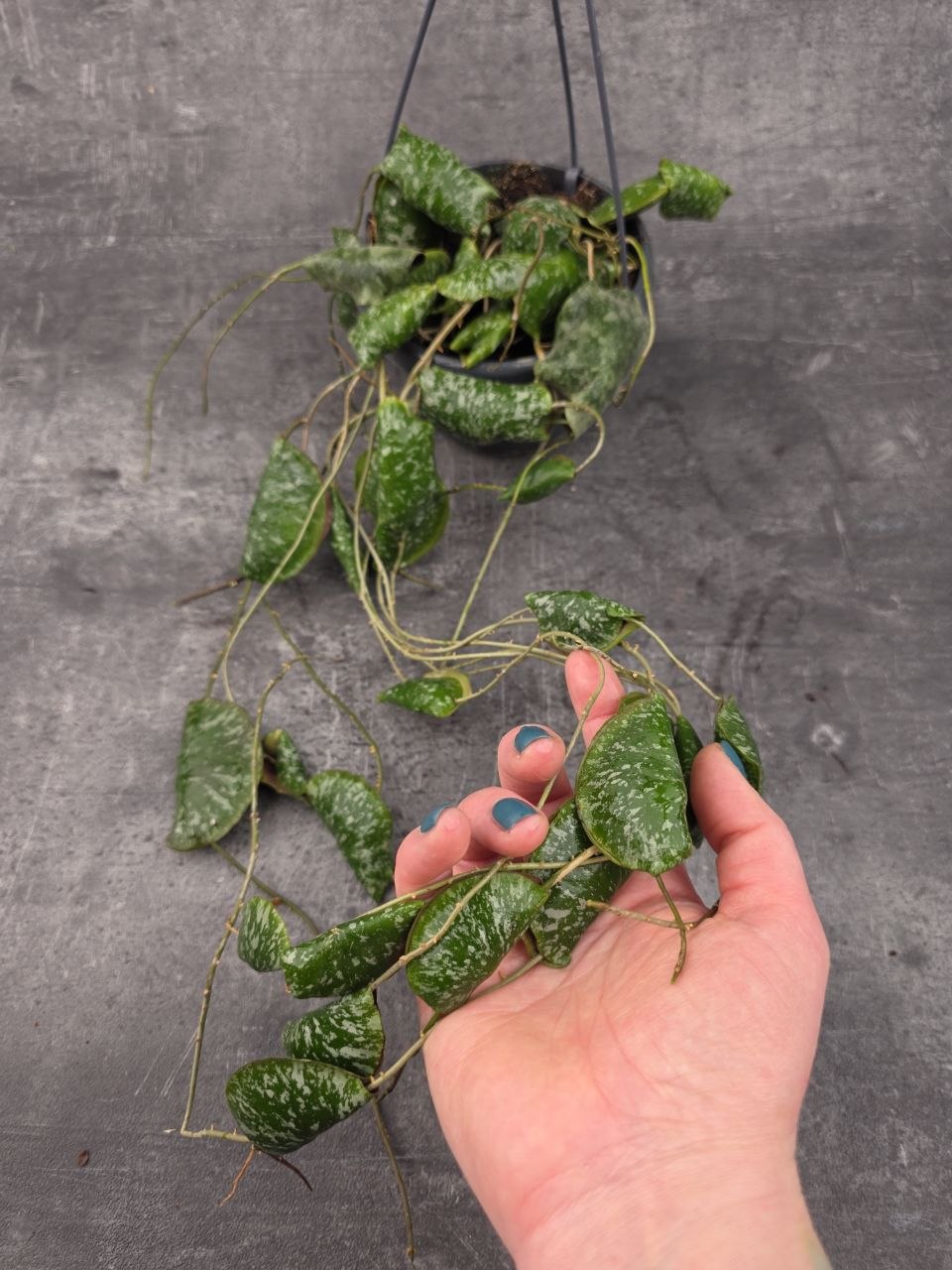 Hoya Imbricata