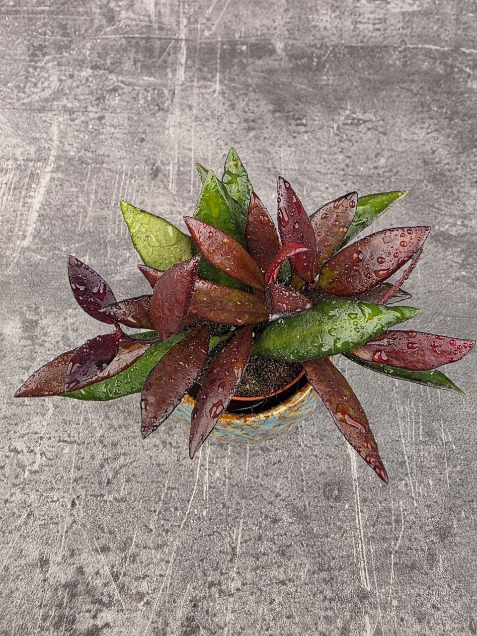 Hoya Red Maroon mini