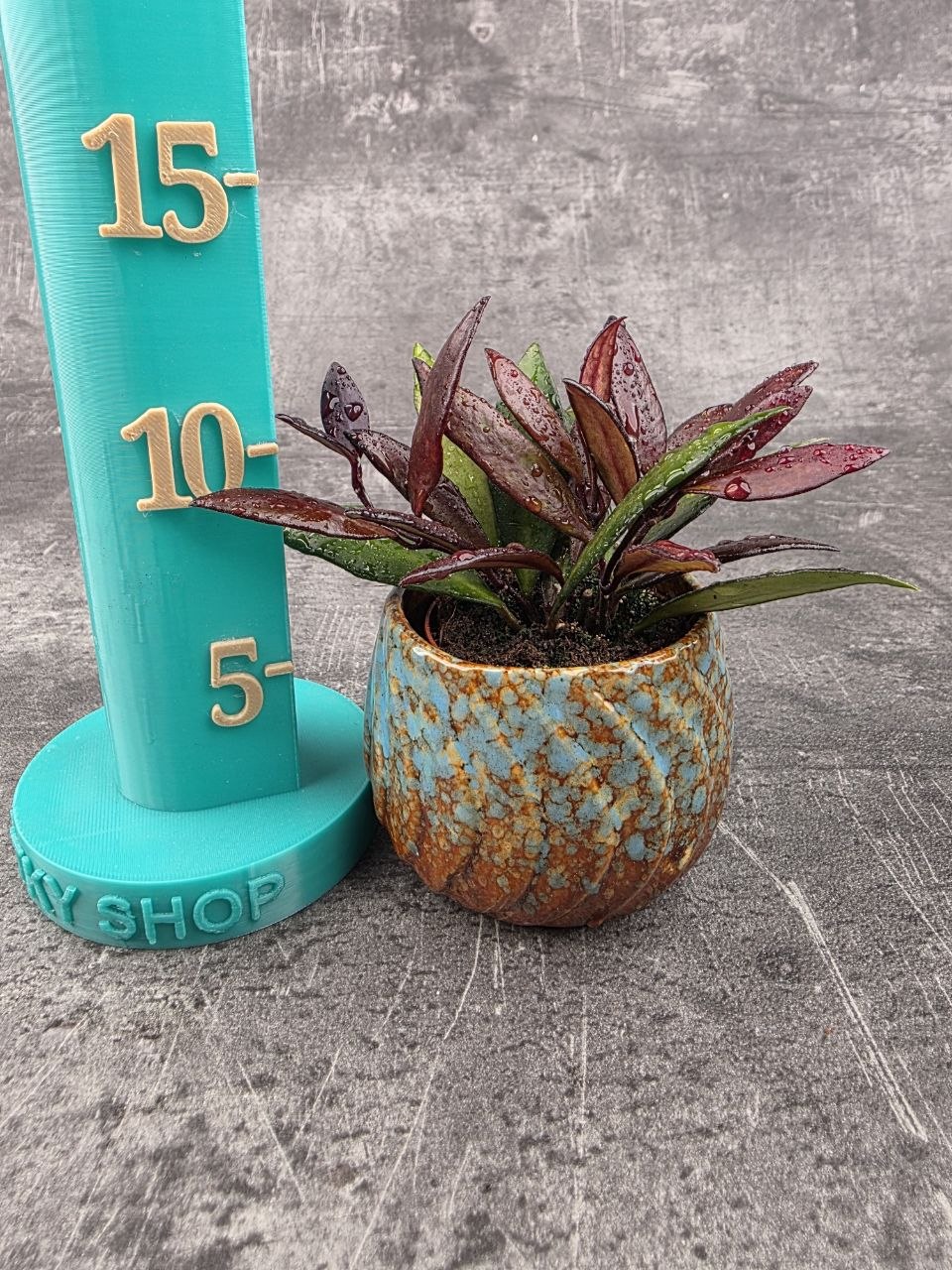 Hoya Red Maroon mini