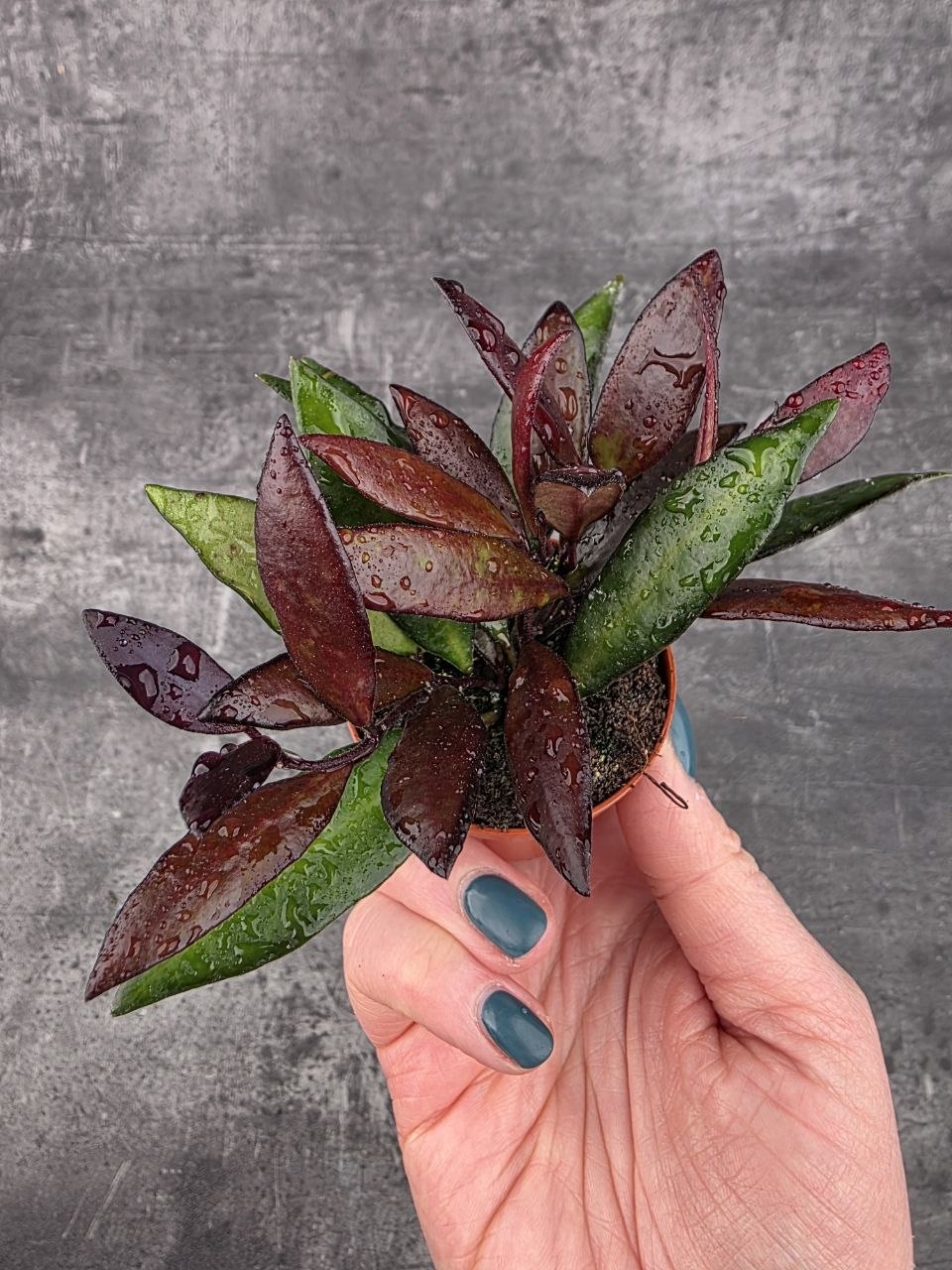 Hoya Red Maroon mini