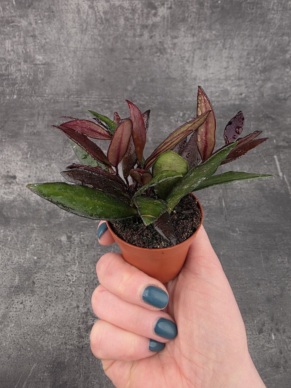 Hoya Red Maroon mini