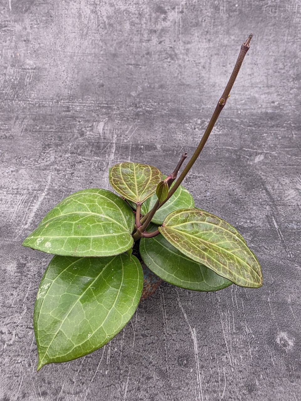 Hoya Sarawak mini
