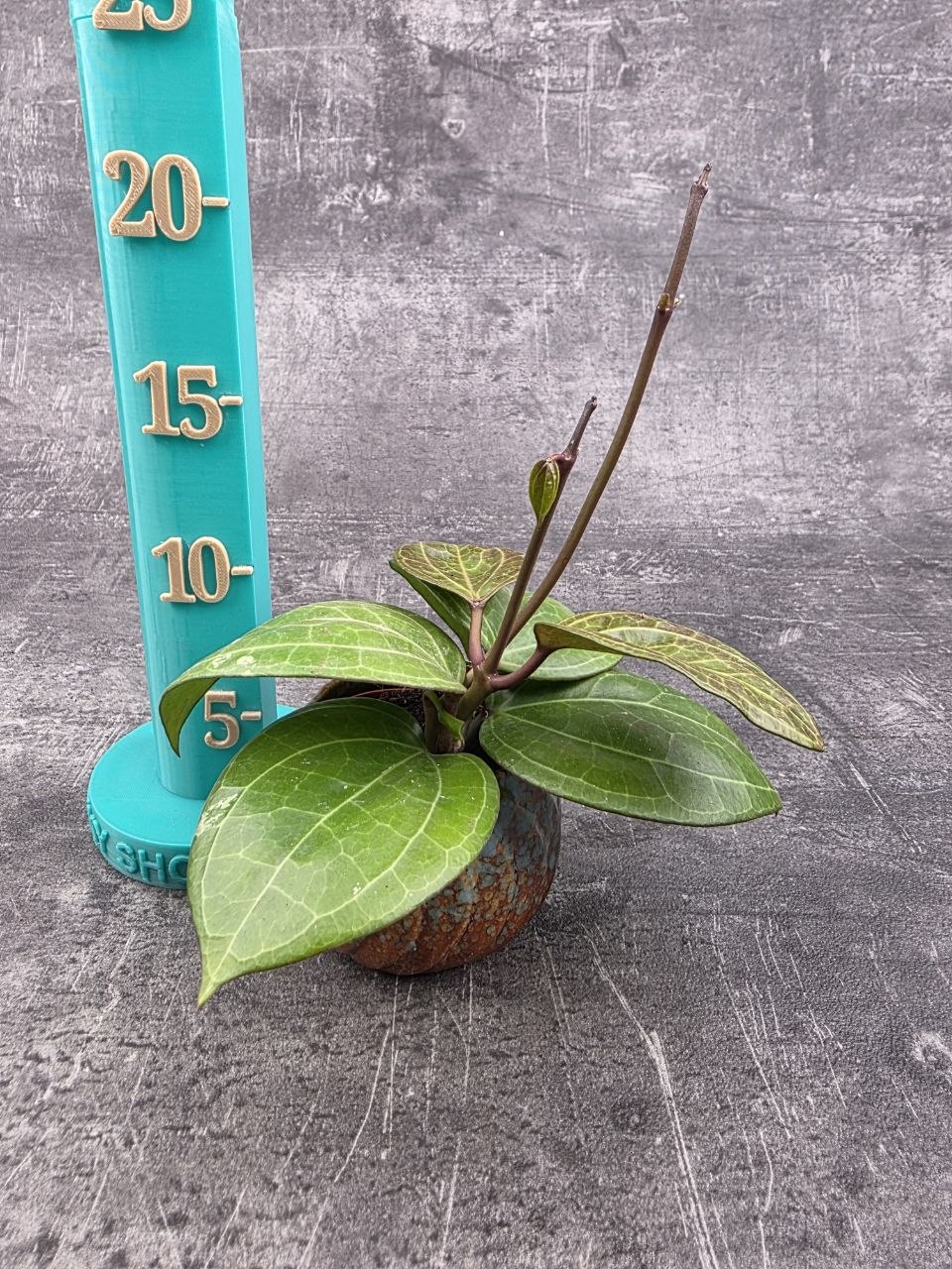 Hoya Sarawak mini